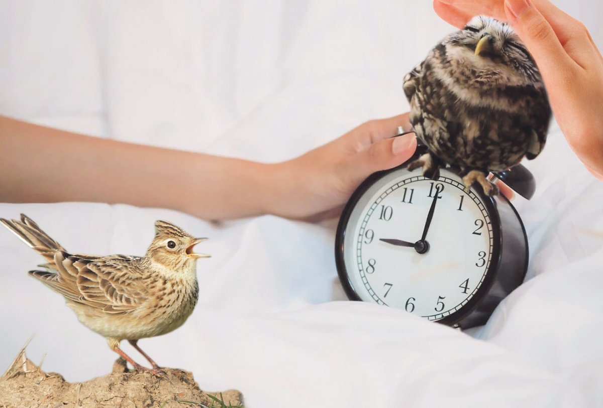 Сова или Жаворонок