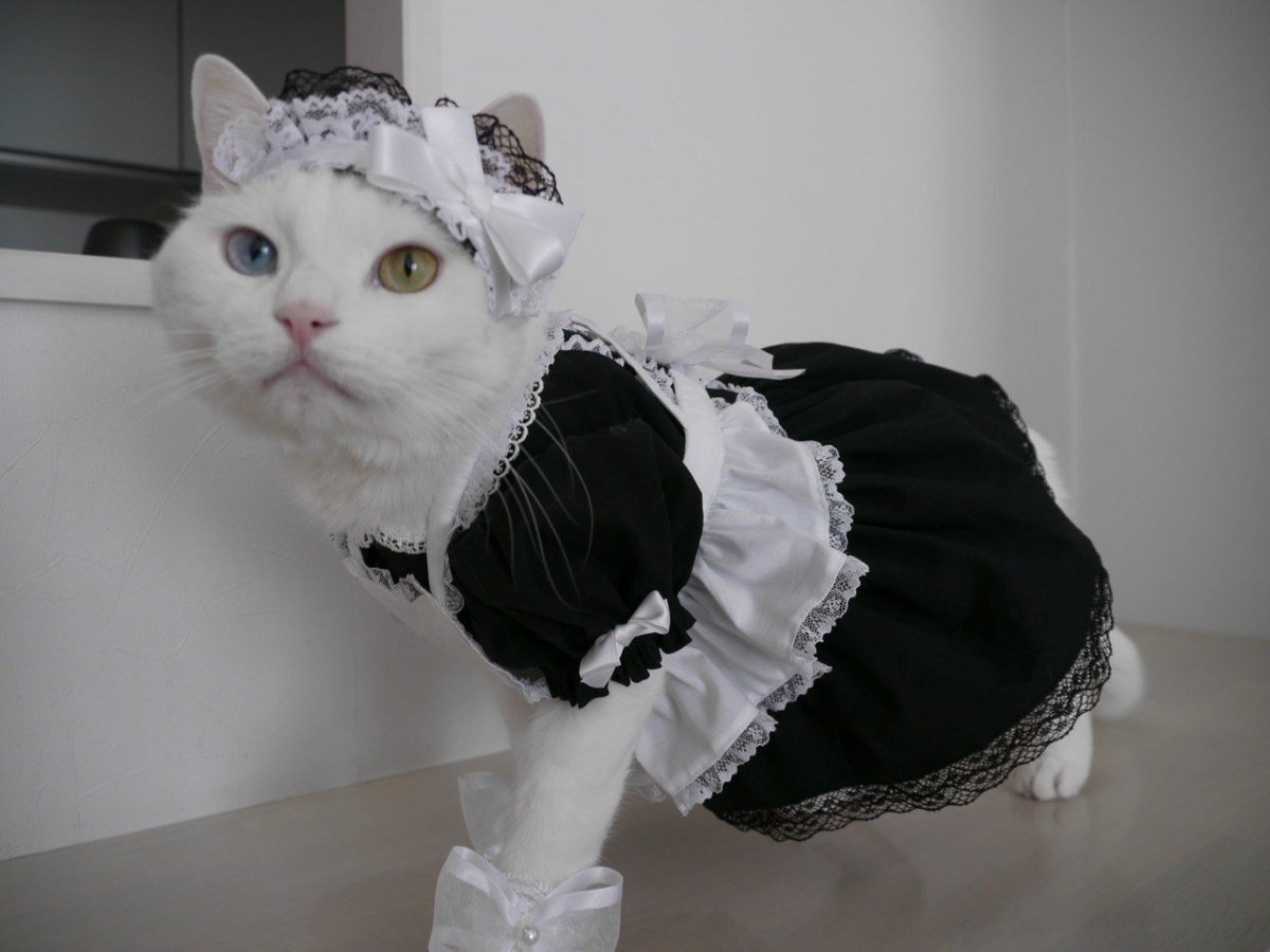 Кошки в костюмах горничных