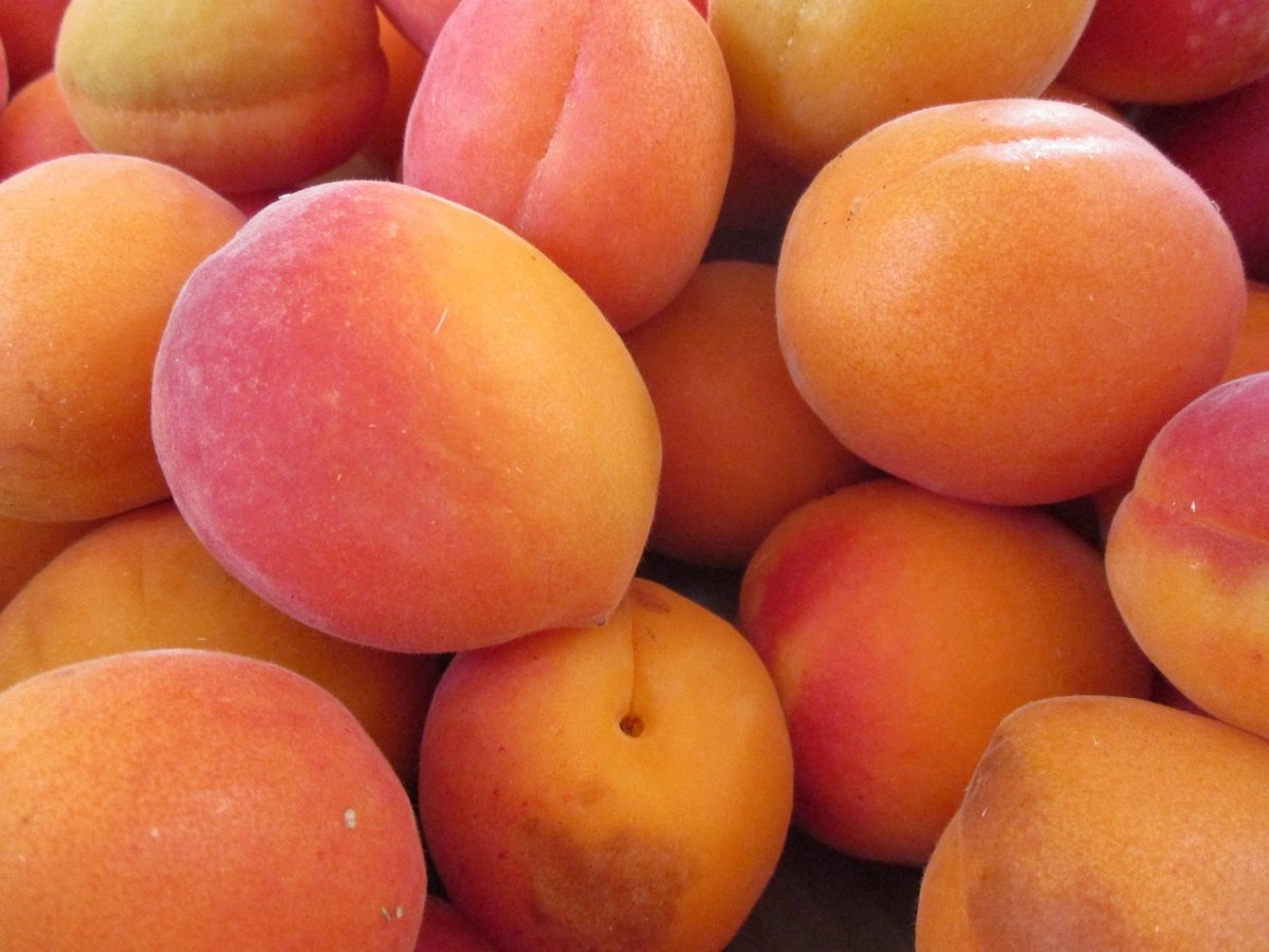 Apricots – абрикосы