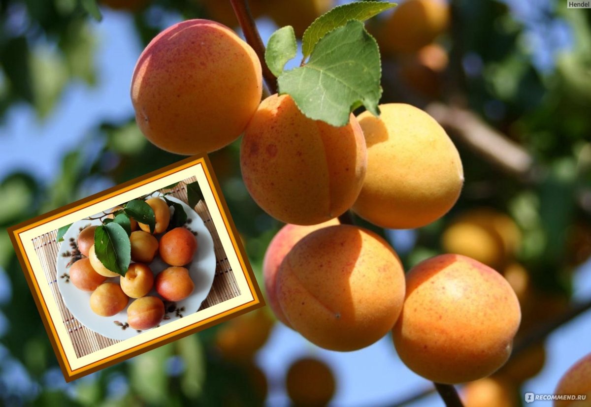 Фрукты абрикос