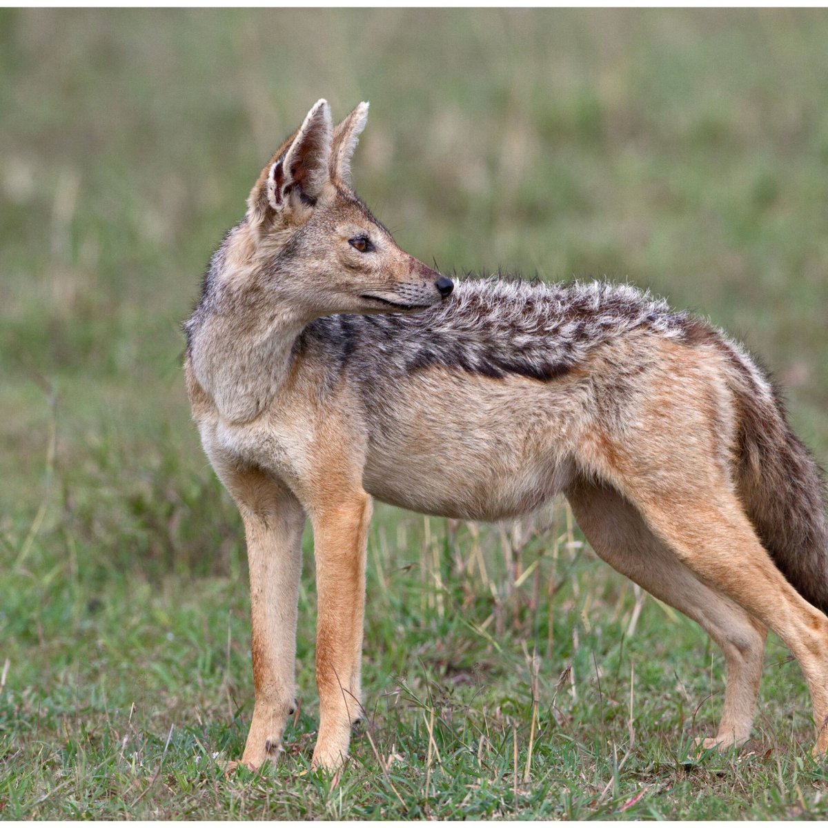 Обыкновенный Шакал