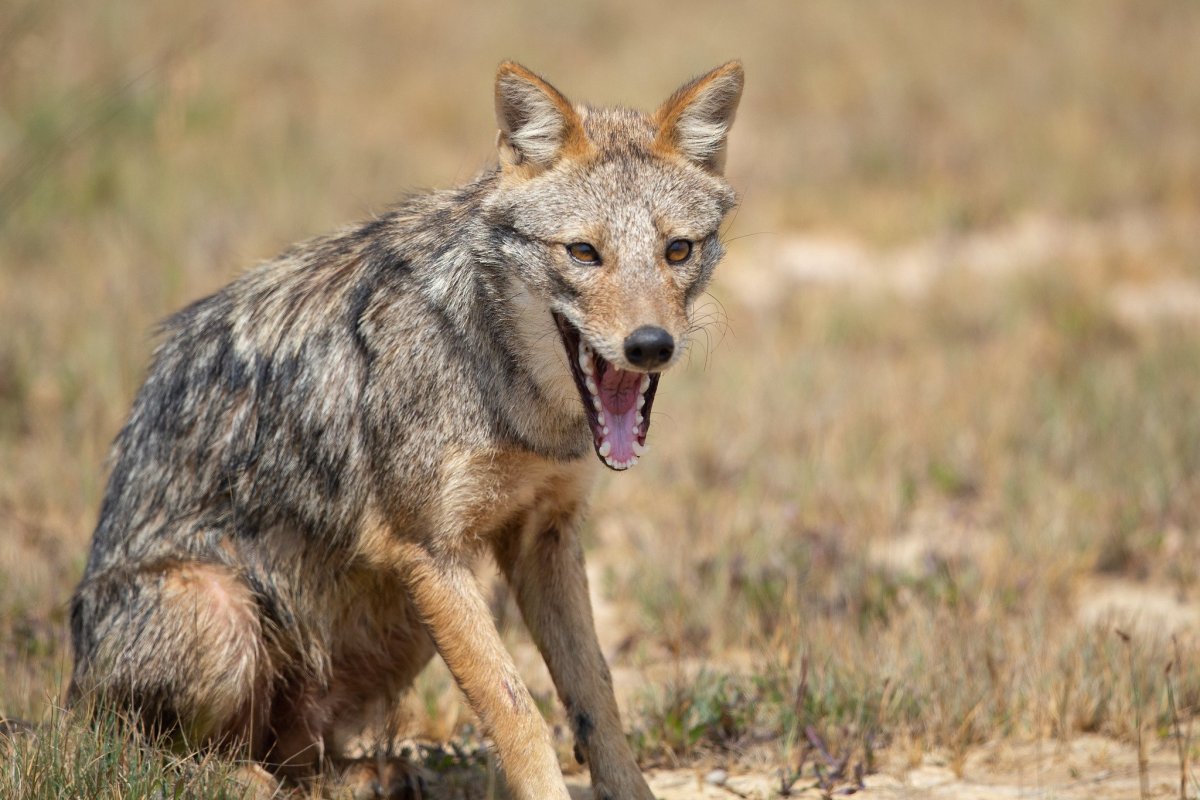 Новорожденный Шакал