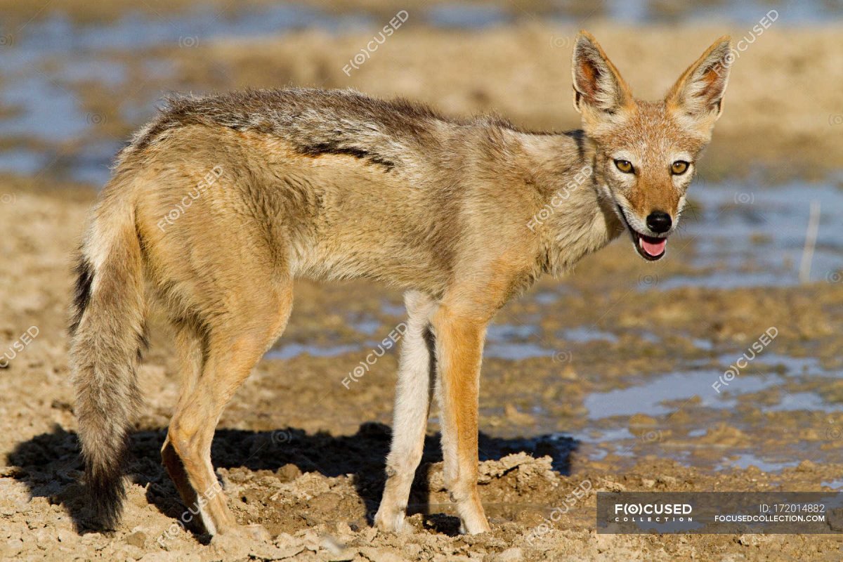 Лаура койот