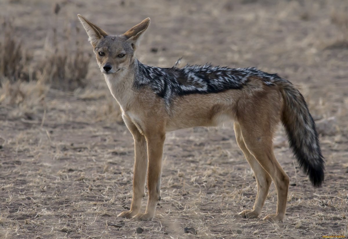 Чепрачный Шакал