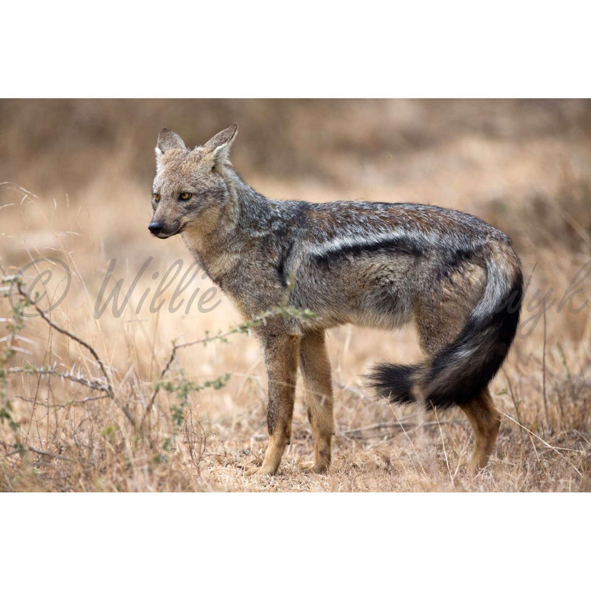 Шакалы в Узбекистане