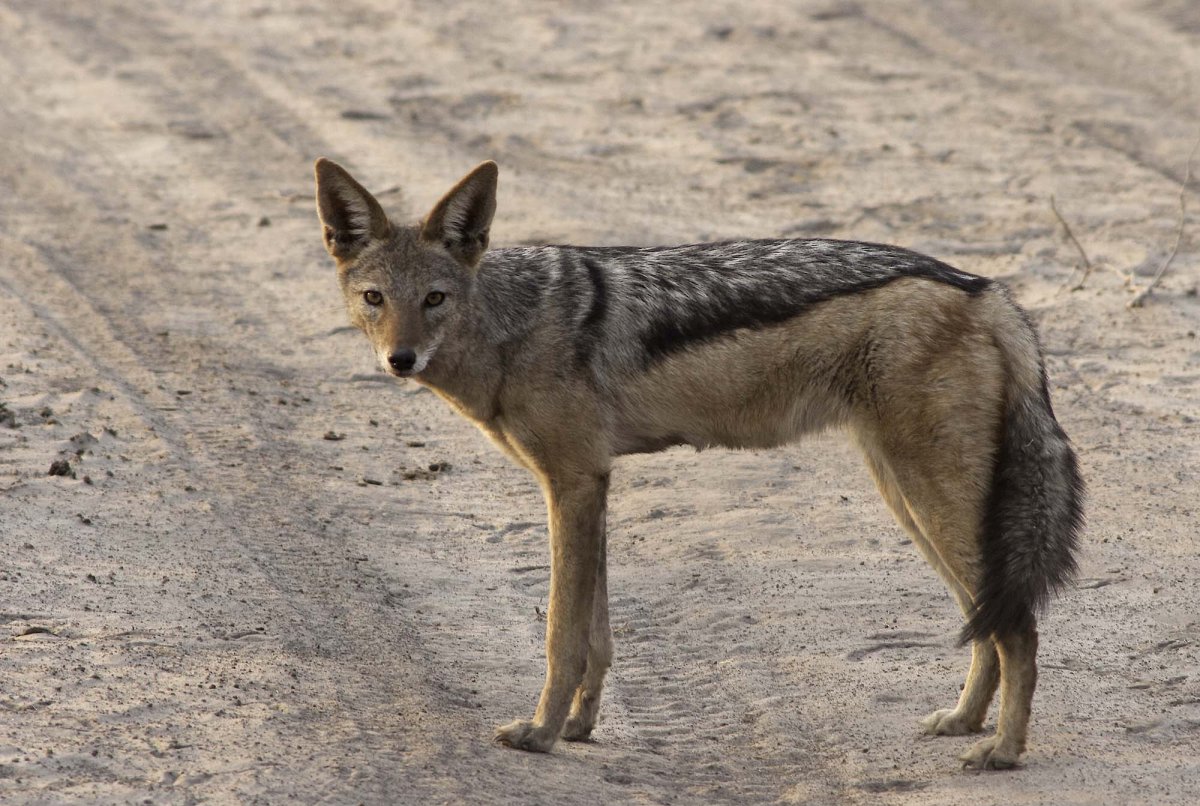 Шакал при Тархане