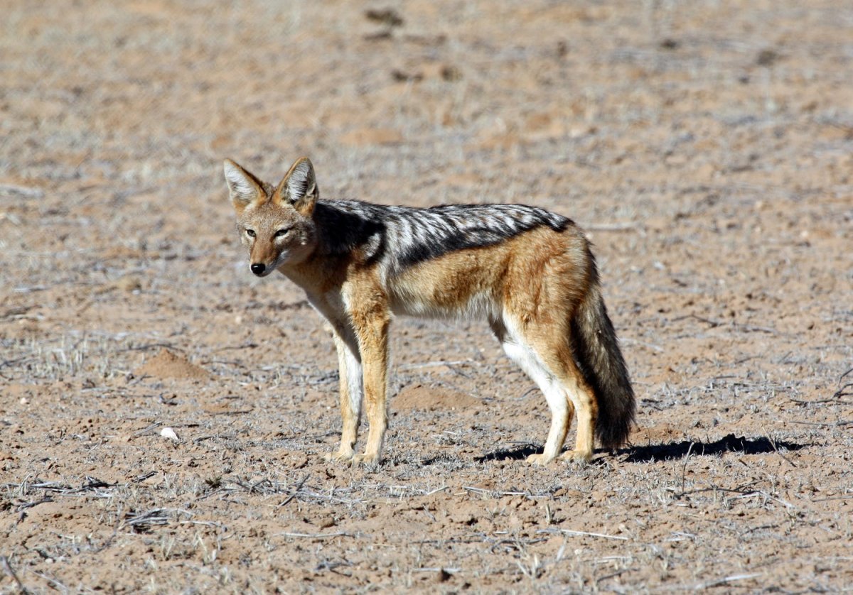 Волк койот и Шакал