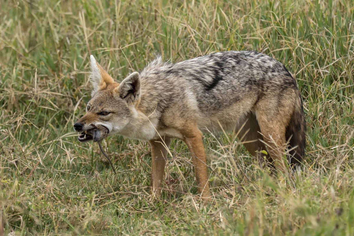 Койот милый