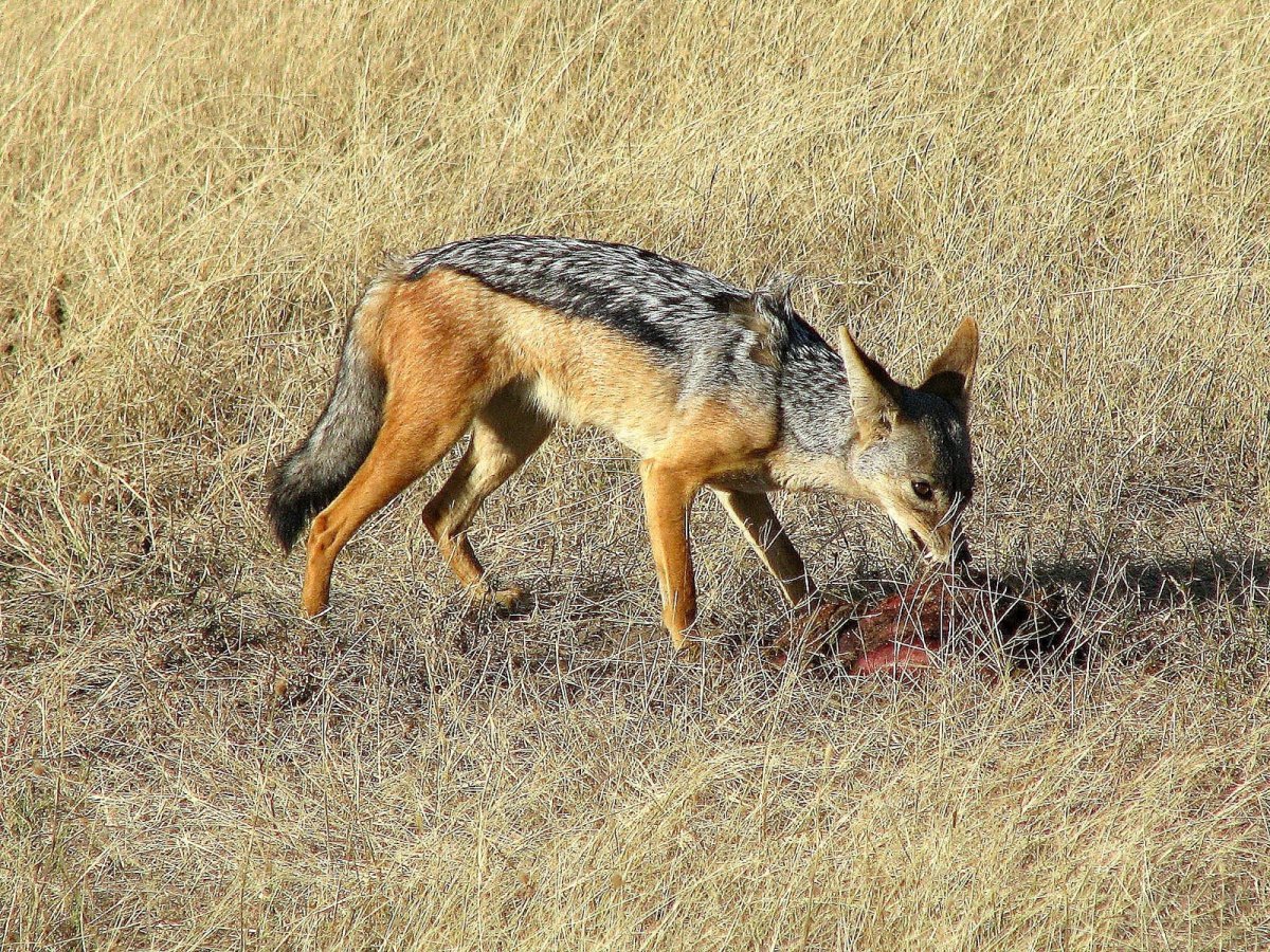Шакал в Краснодарском крае