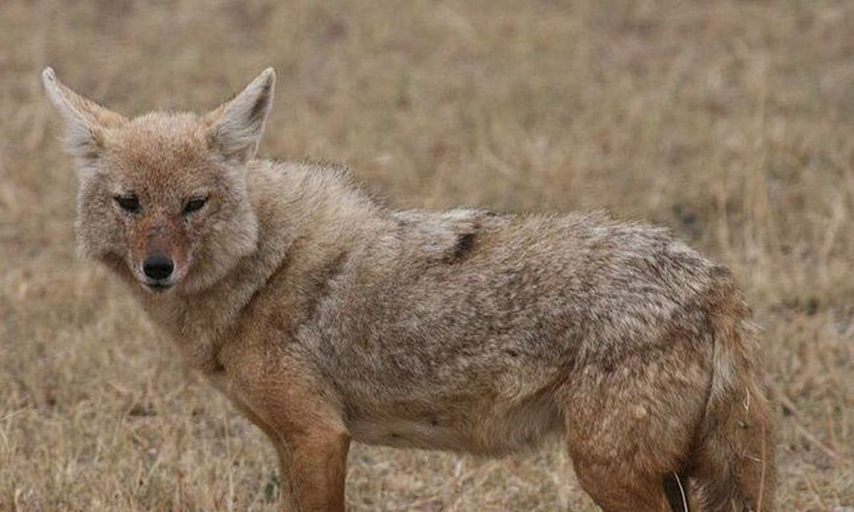 Гиеновидная собака и Шакал