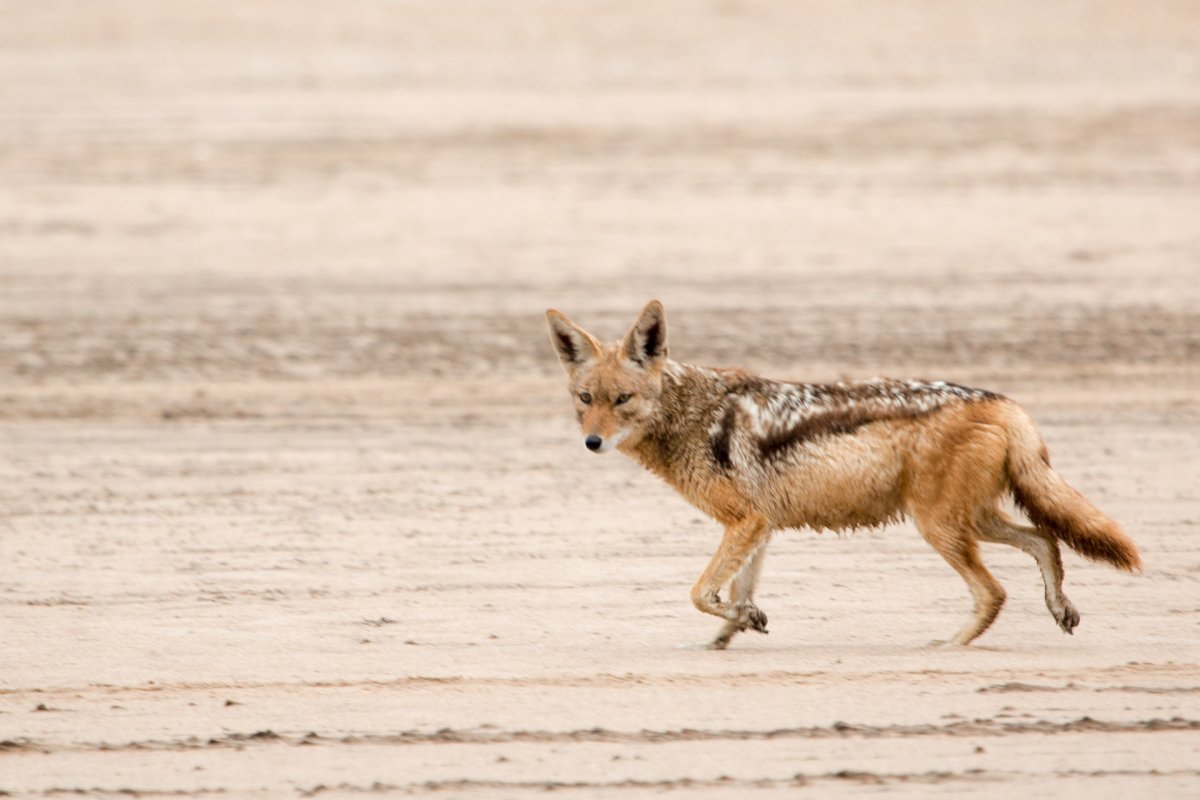 Чепрачный Шакал