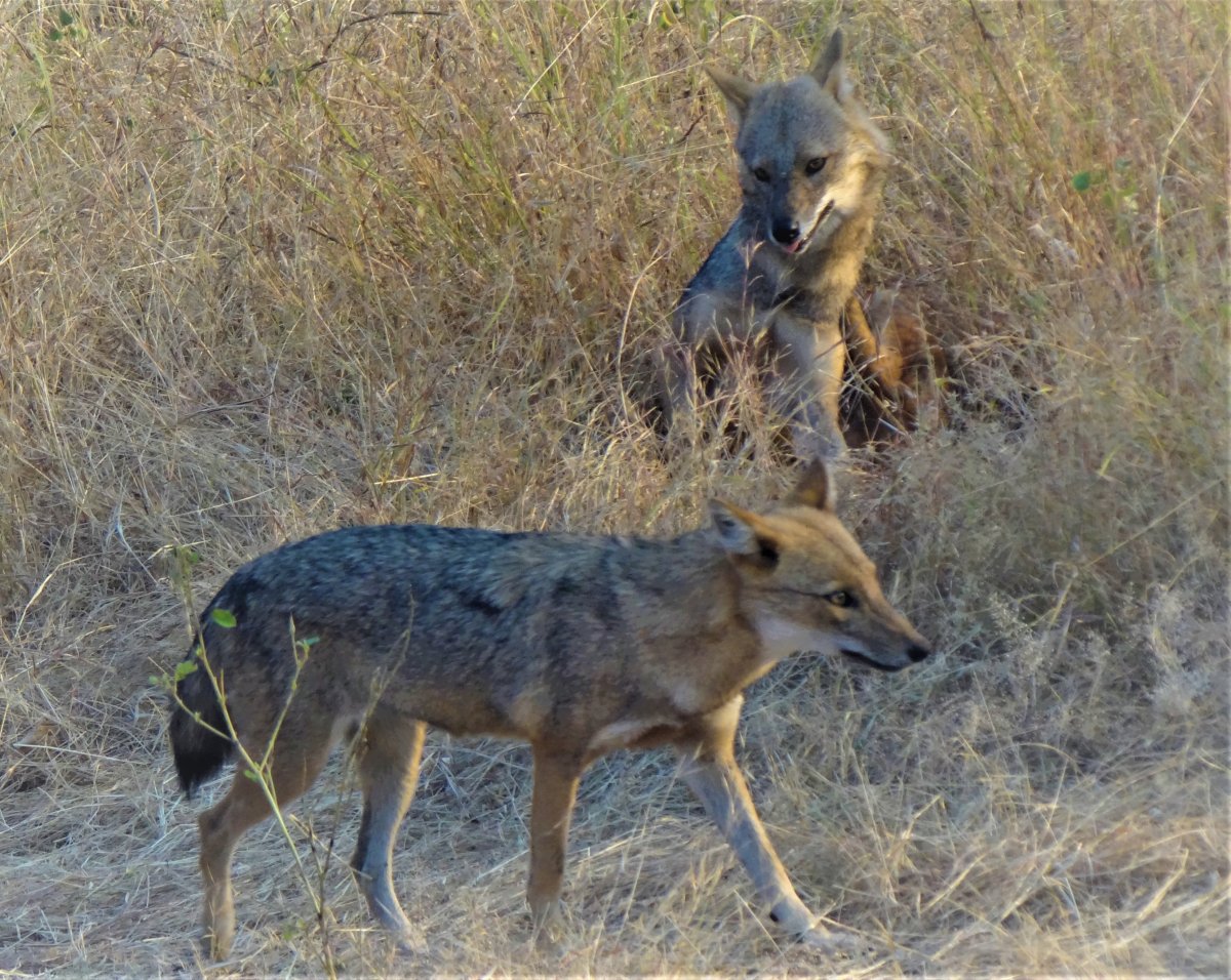 Чихуахуа гиена