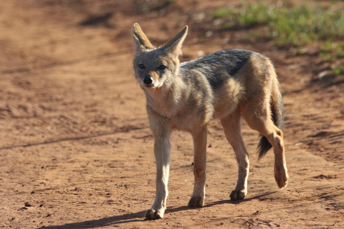 Шакал хищник
