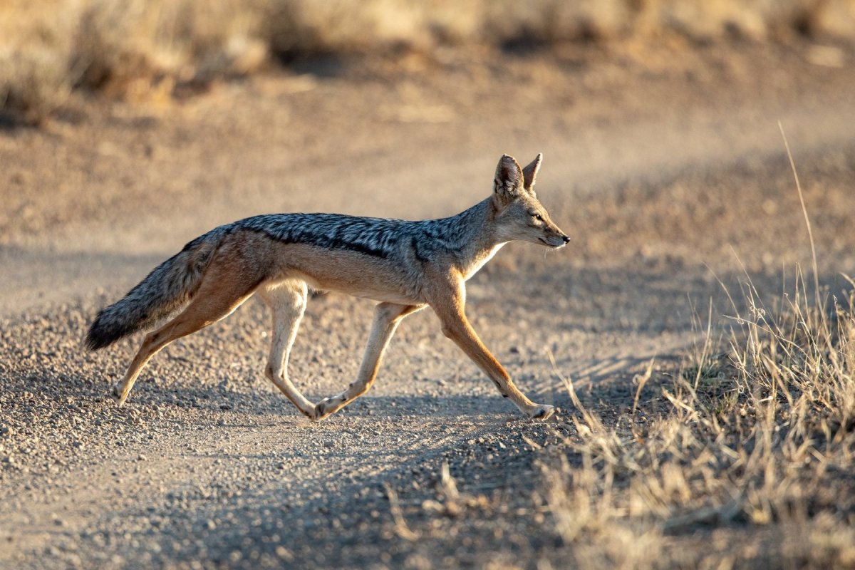 Среднеазиатский Шакал