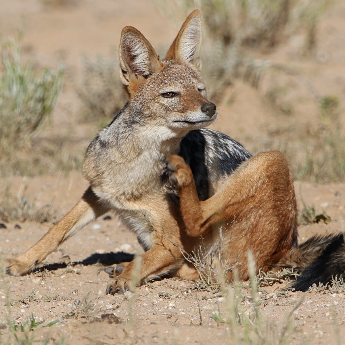 Среднеазиатский Шакал