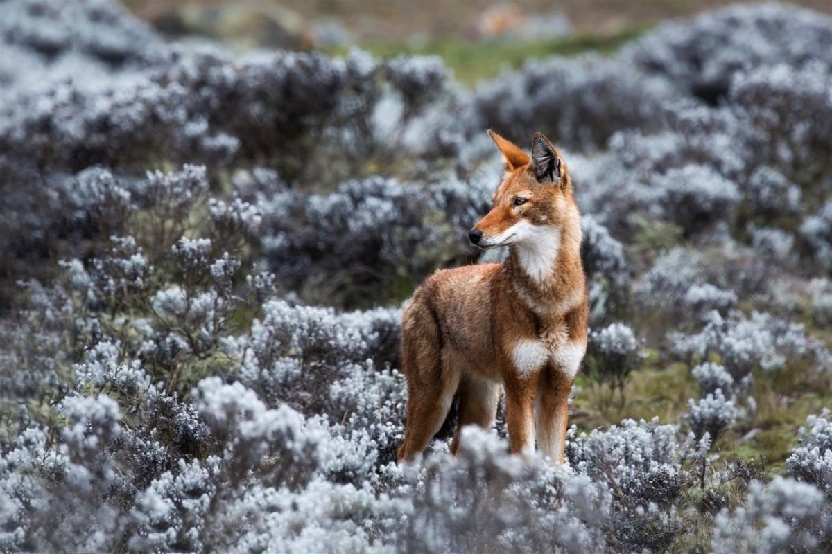 Шакалы в Геленджике