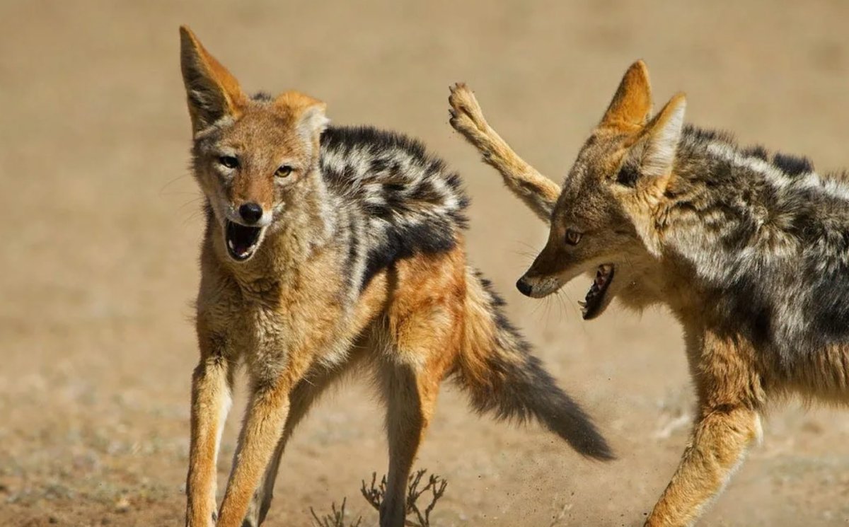 Чепрачный Шакал щенок