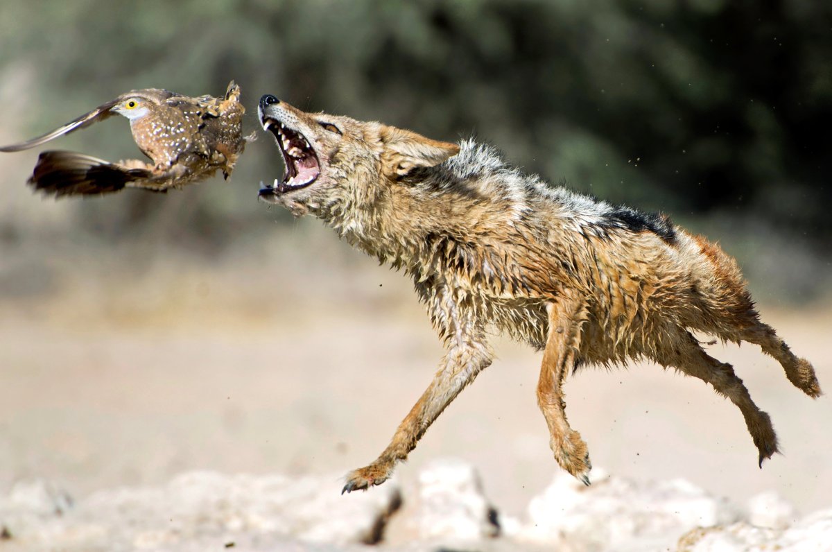 Чепрачный Шакал canis mesomelas