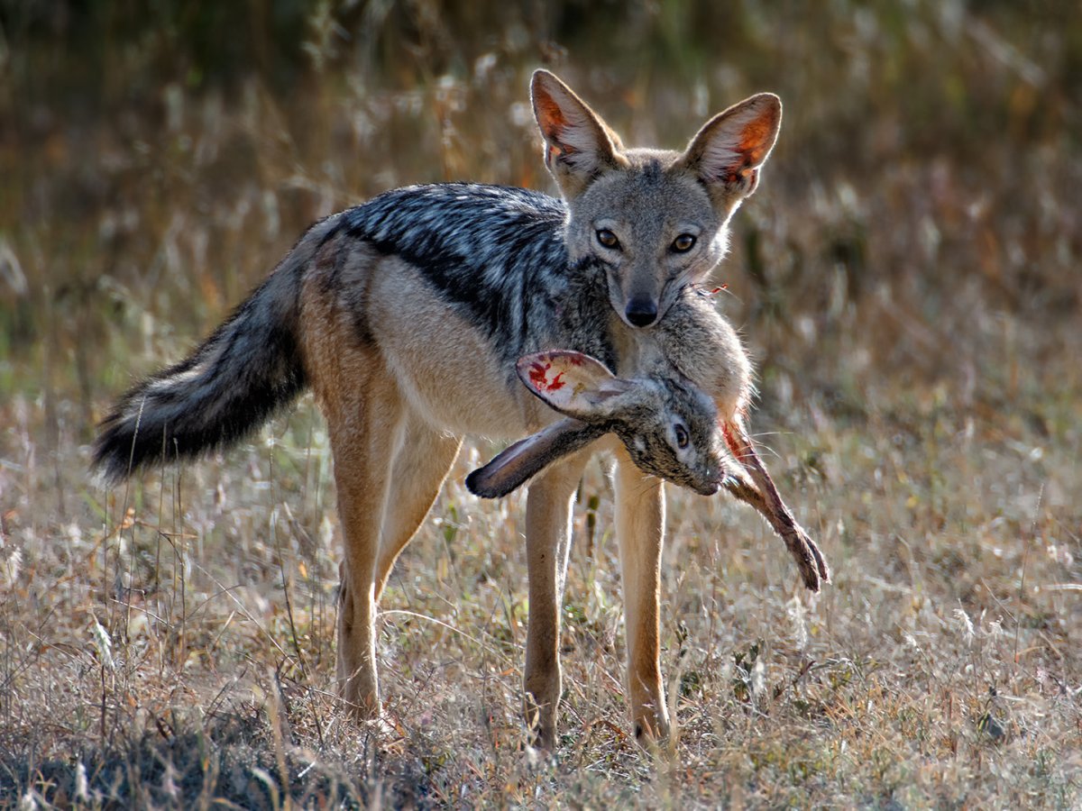 Шакал Намибия