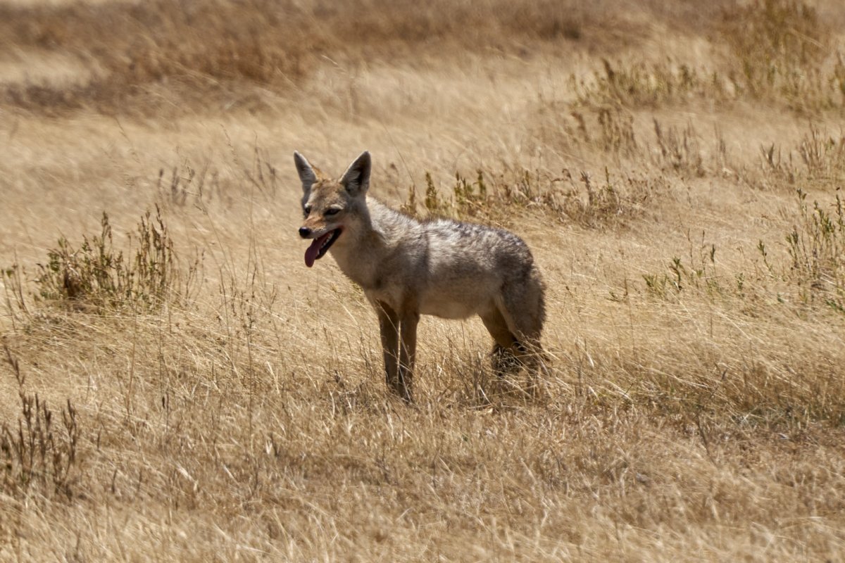 Чепрачный Шакал canis mesomelas