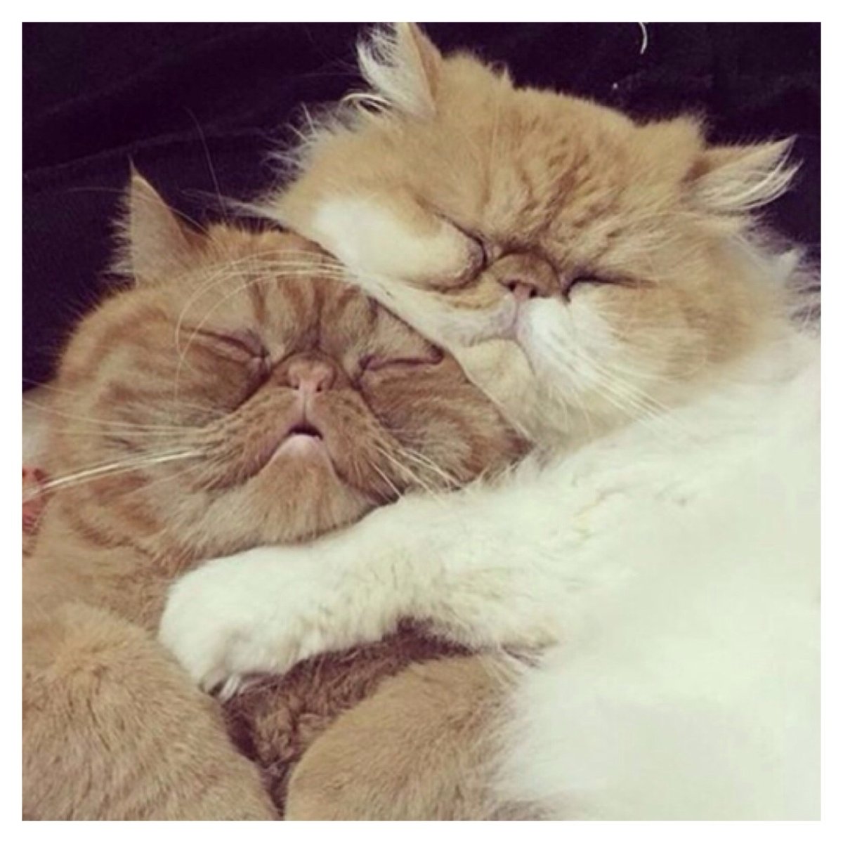 Два толстых кота обнимаются