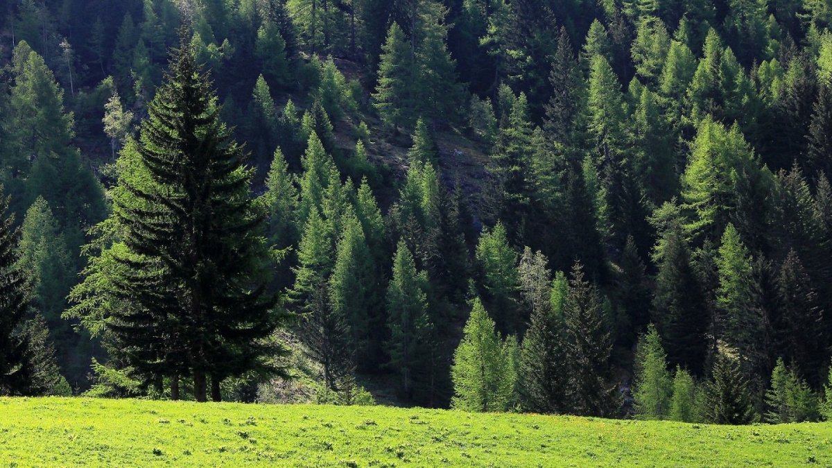 Темнохвойная Тайга