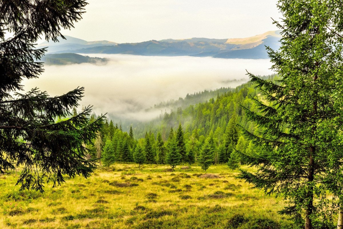 Природа лес