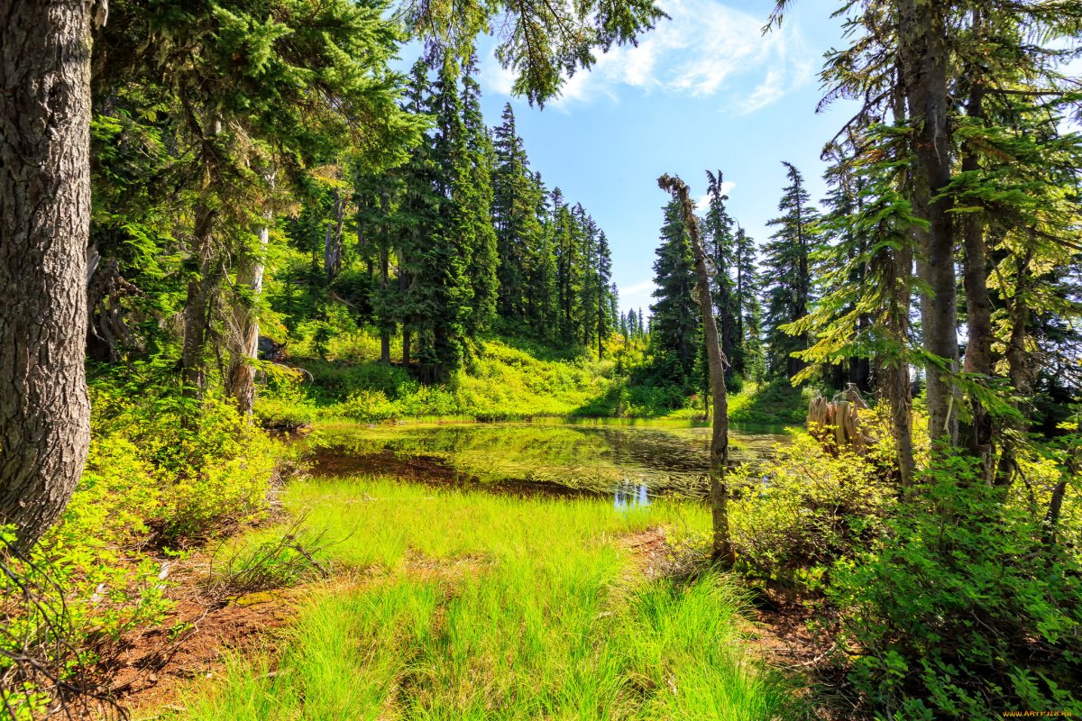 Лесные ресурсы Швейцарии