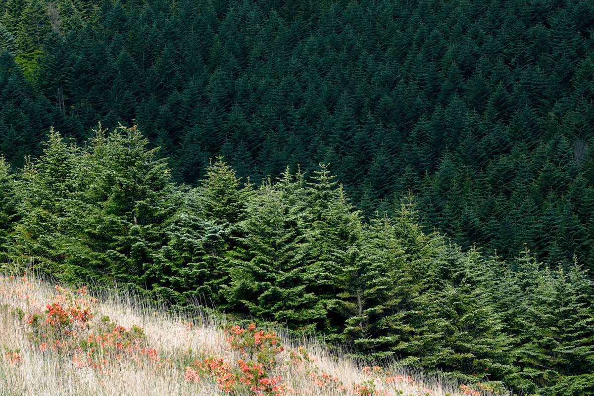 Лес еловый Бор Солнечный