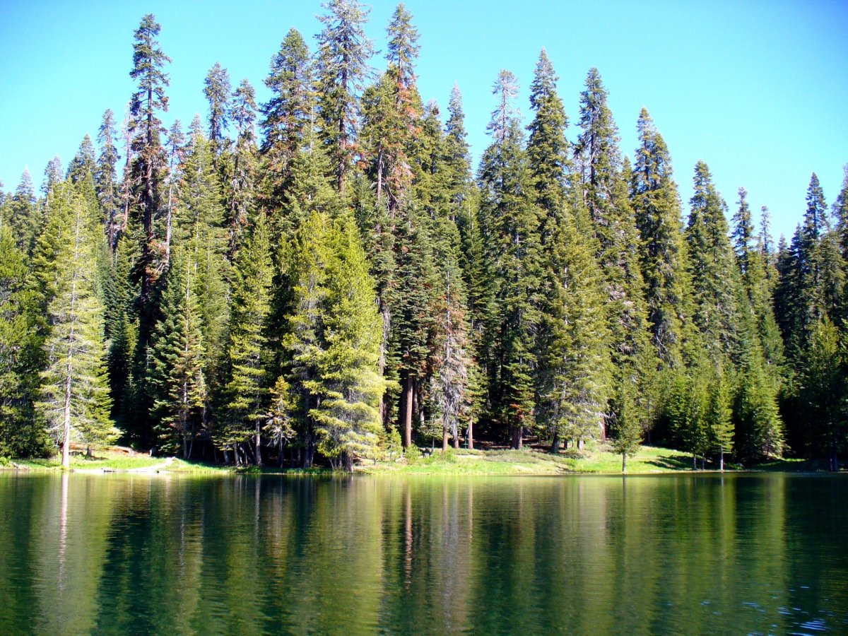 Дремучий лес пихта кедр