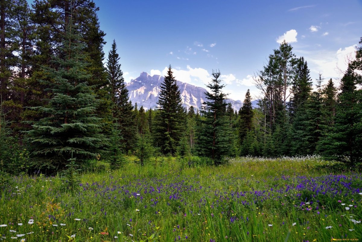 Тайга Сосновый Бор