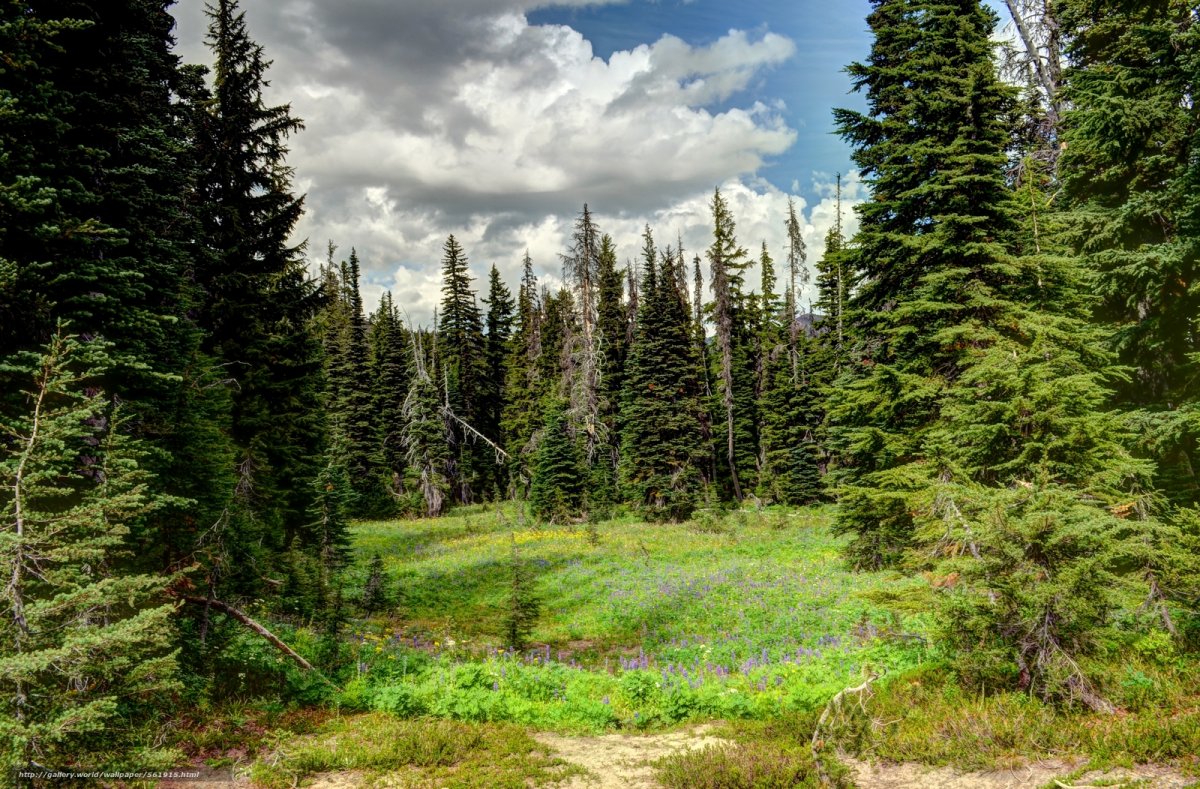 Пихта в тайге
