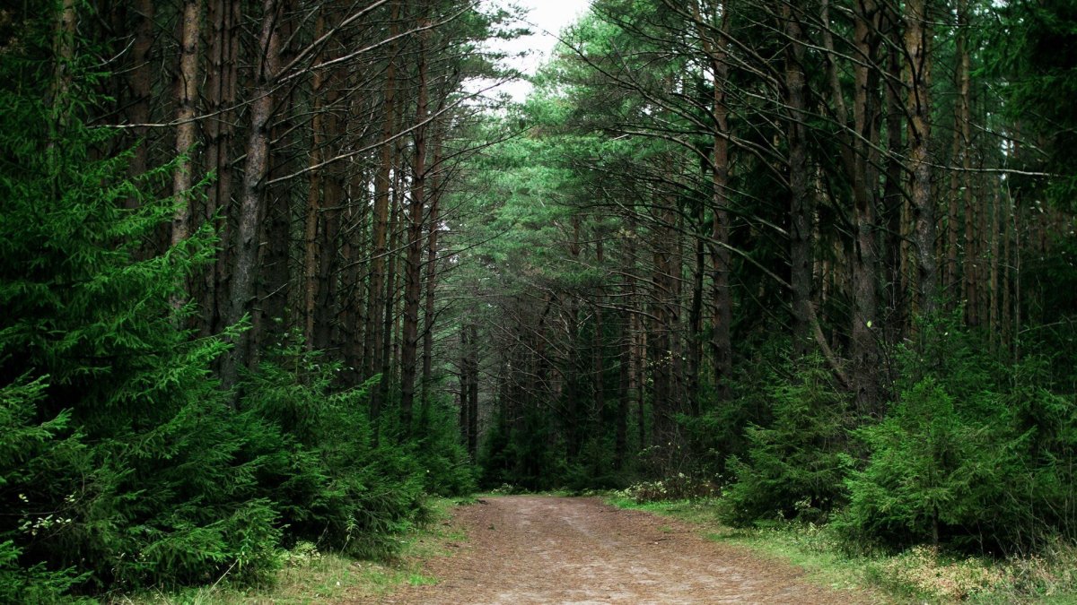 Хвойные смешанные широколиственные леса России