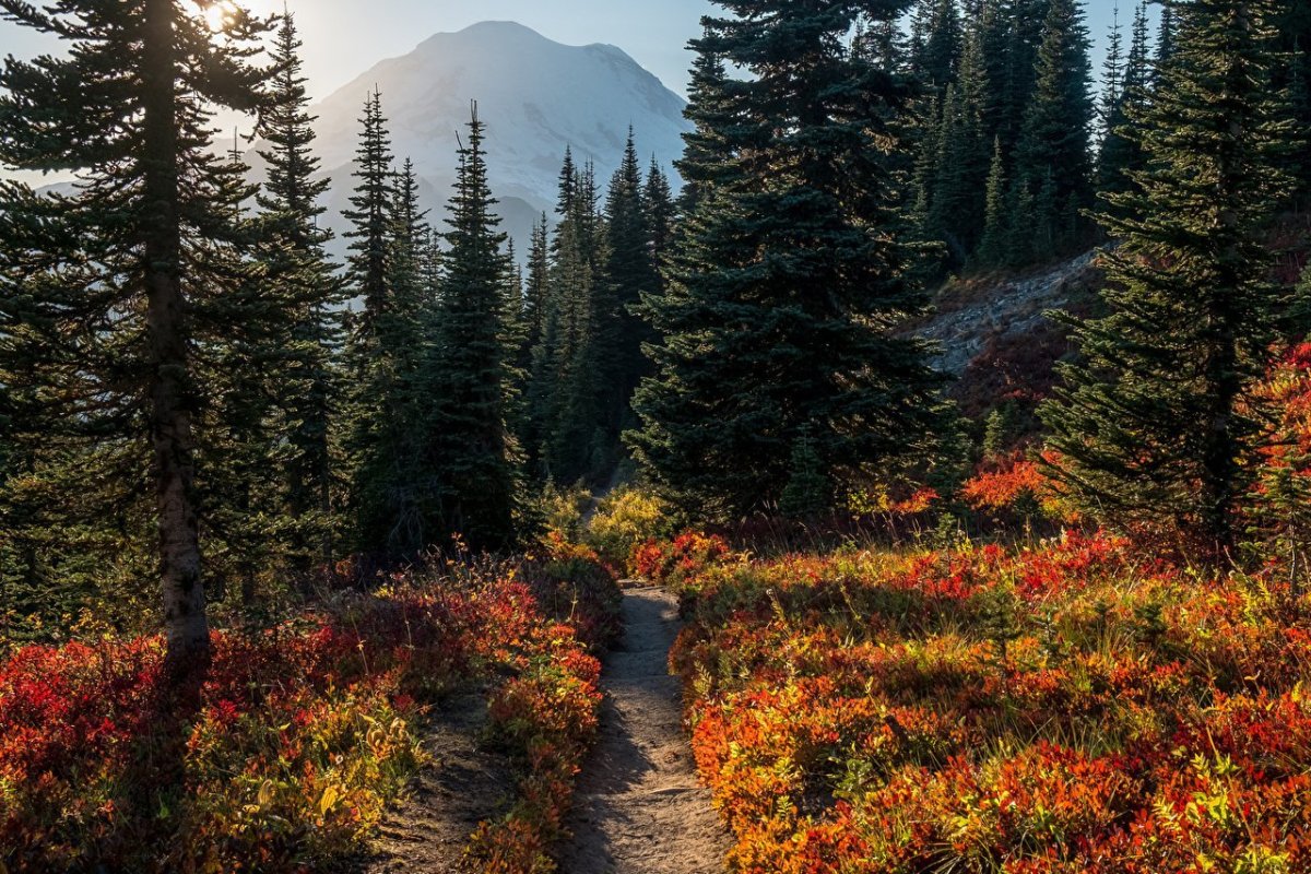 Темный еловый лес