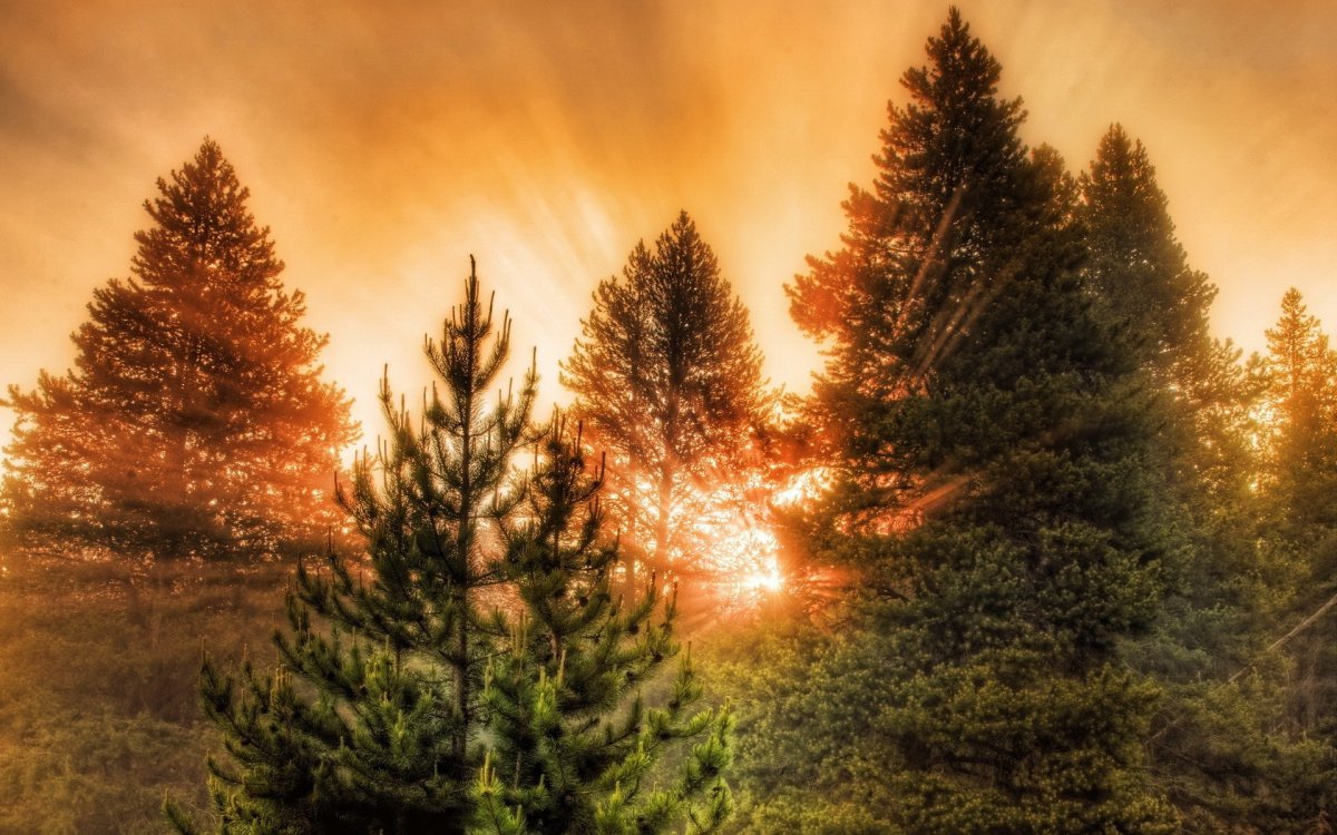 Тайга (хвойные леса) Сыктывкар