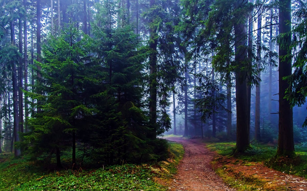 Евразийский хвойный лес