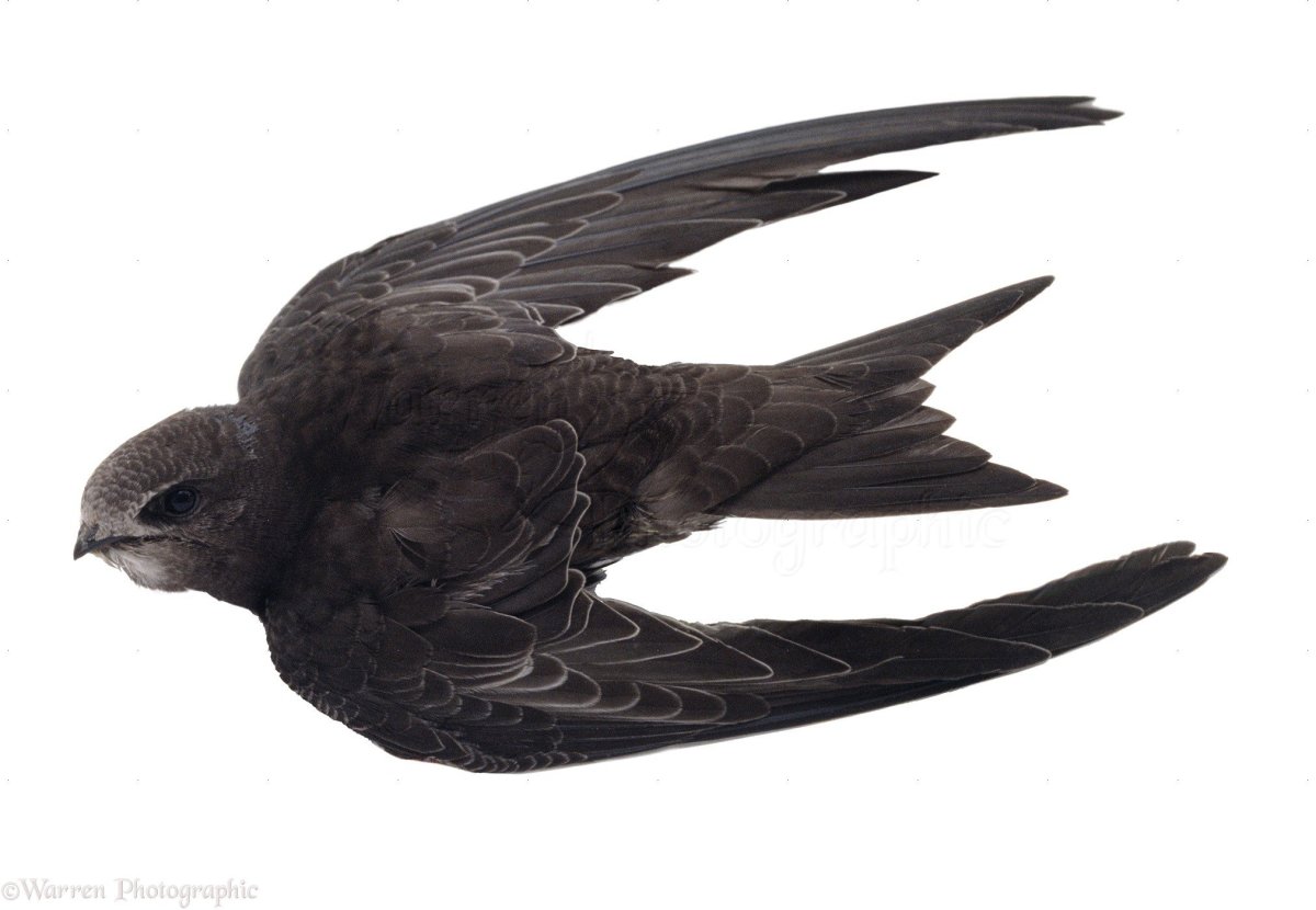 Стриж на прозрачном фоне