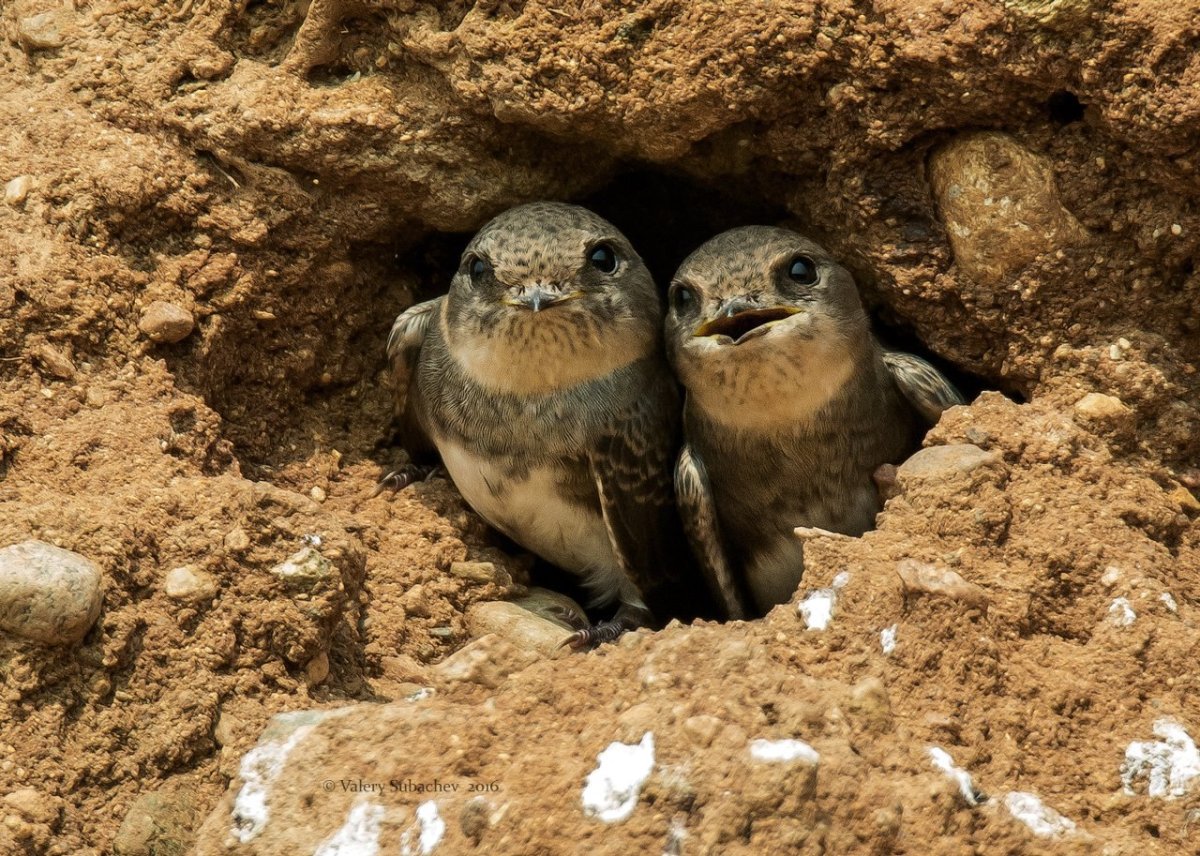 Ласточка береговушка птенцы