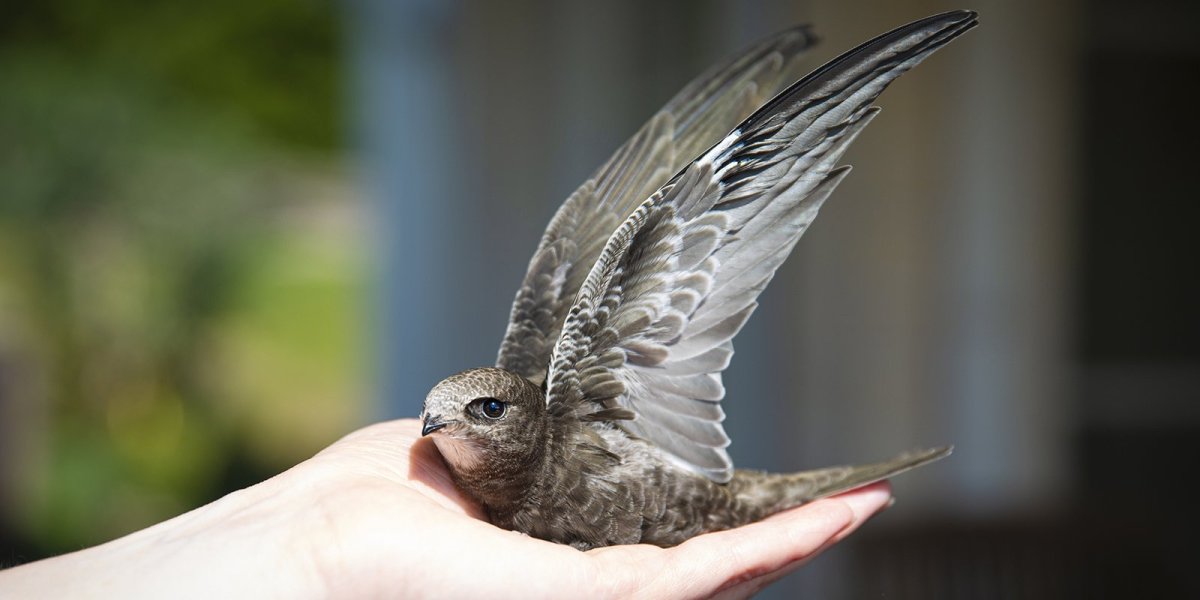 Птицы Стрижи и ласточки