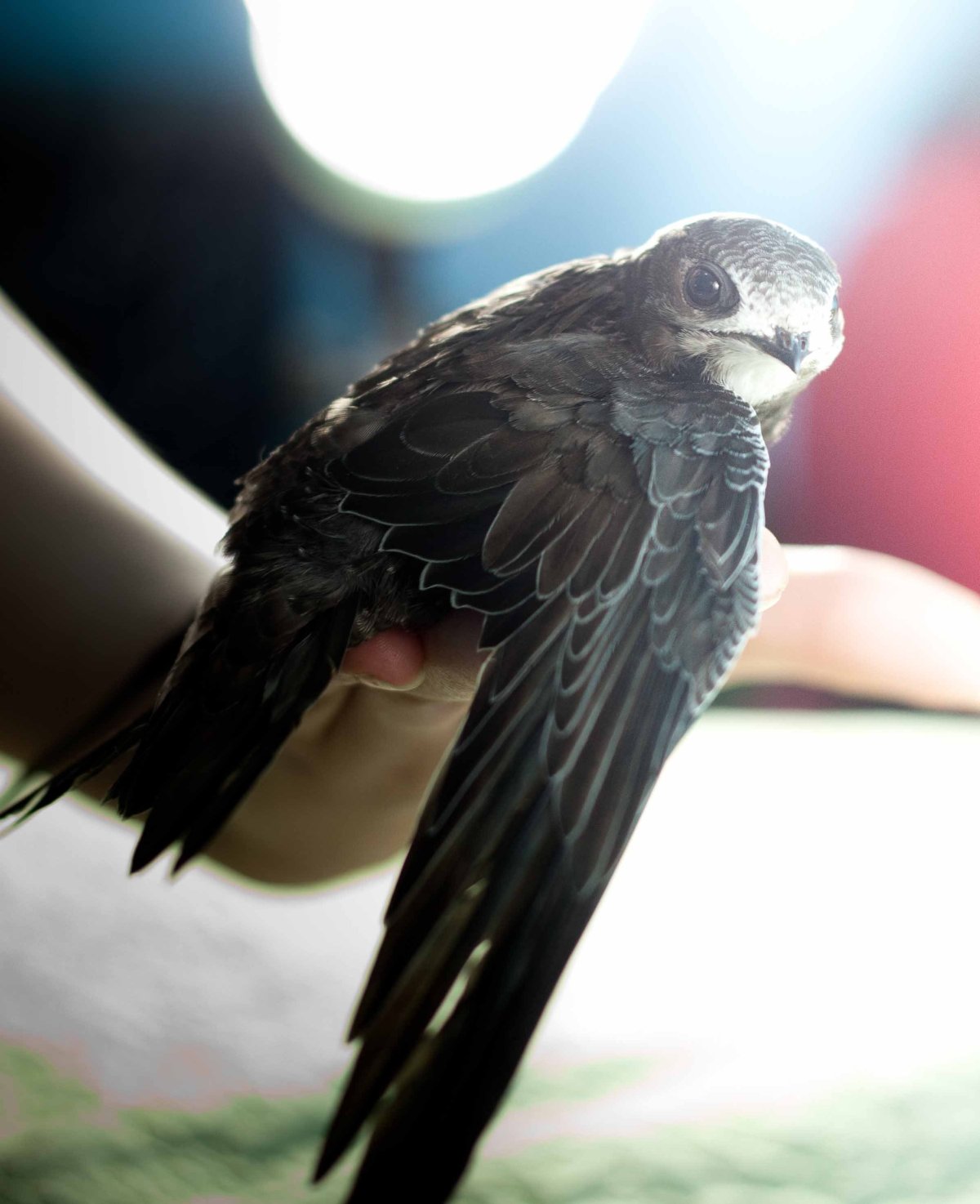 Черный Стриж Дубровника