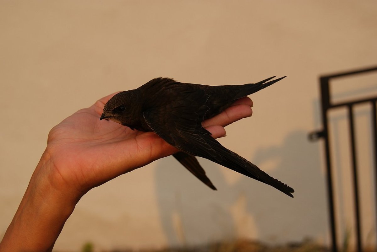 Ласточка птица черная