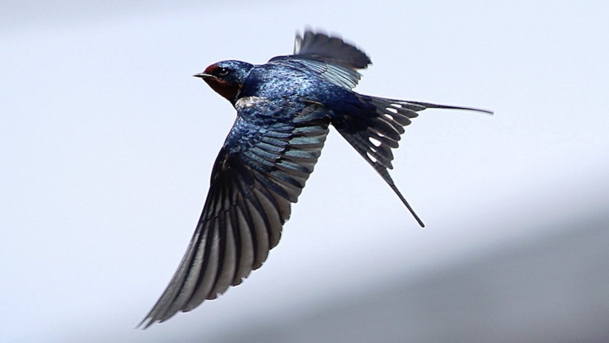 Ласточки полет