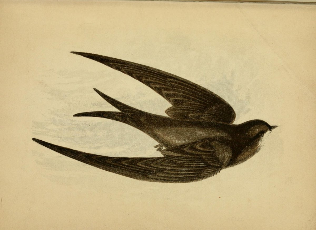 Стриж птица