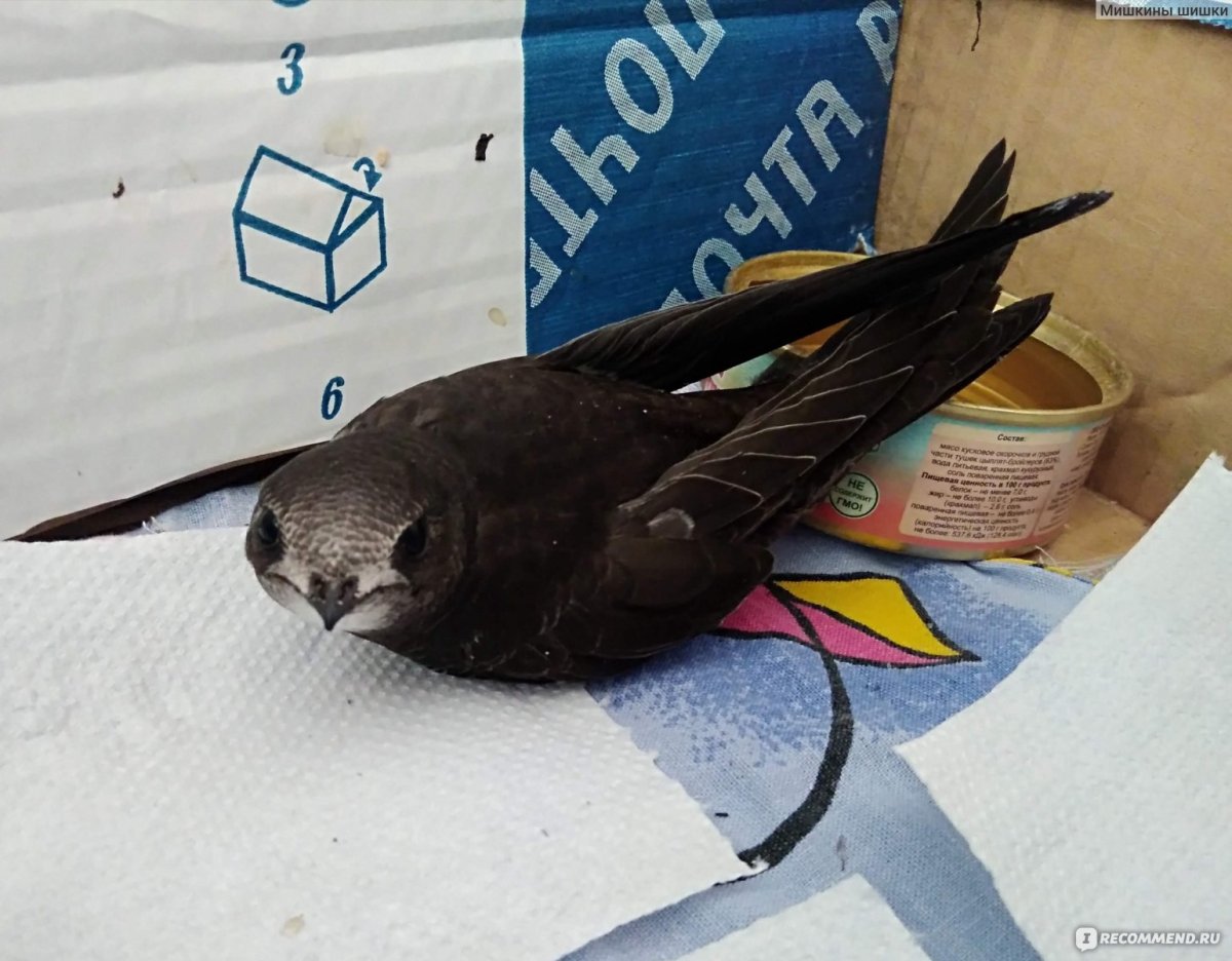 Стриж подросток