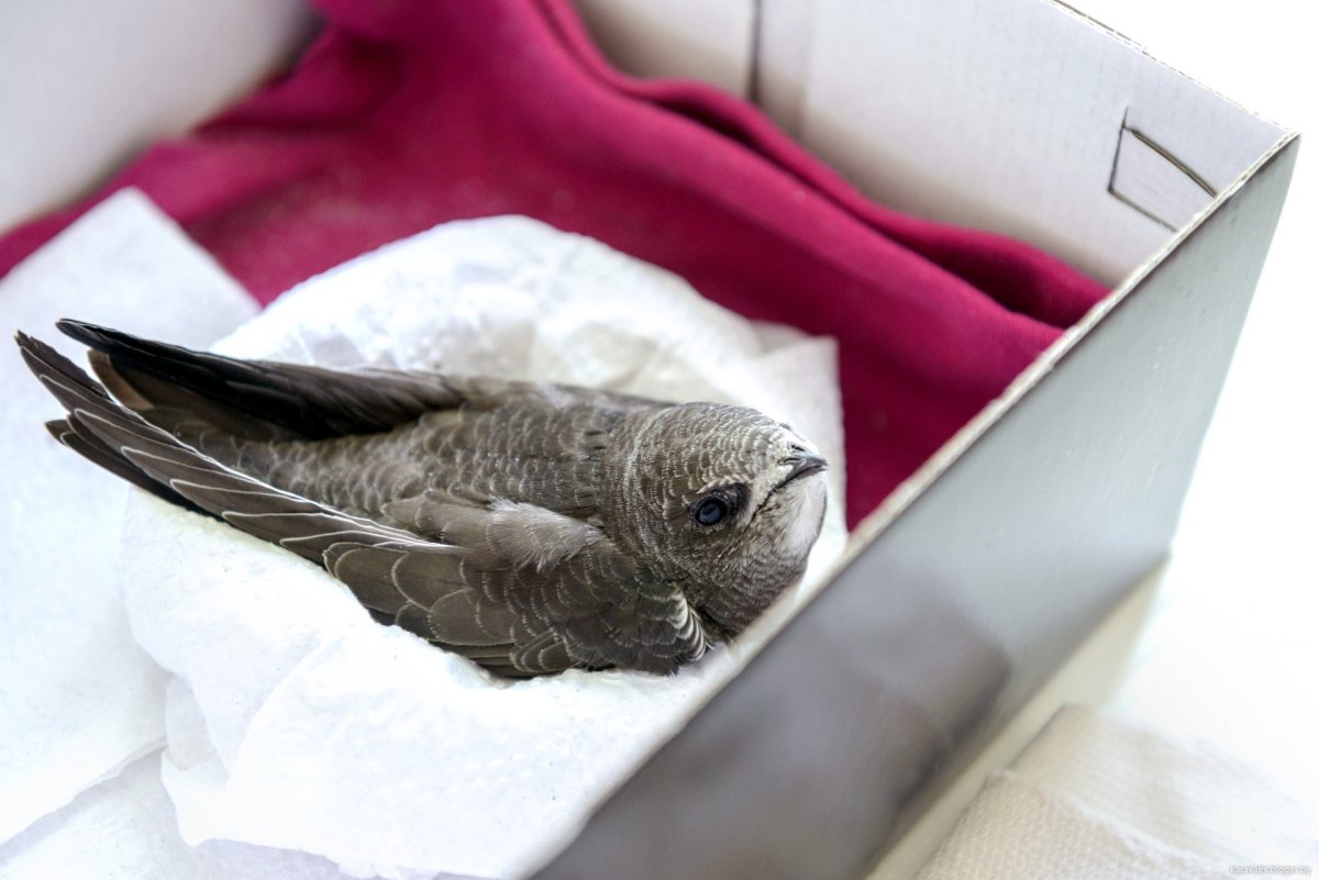 Стриж птица птенец