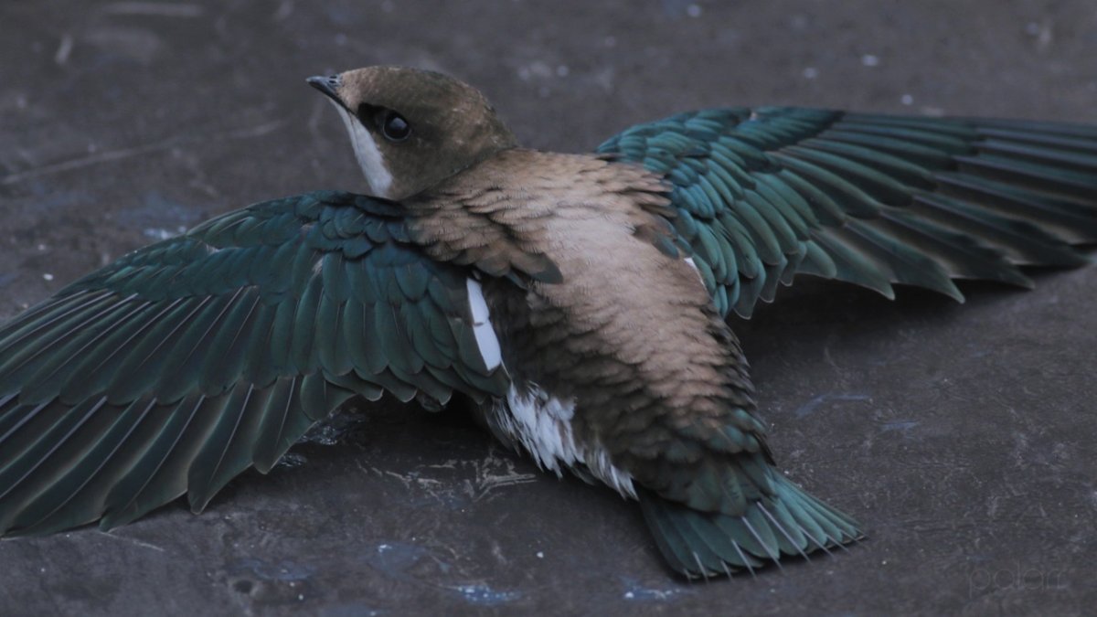 Иглохвостый Стриж птица