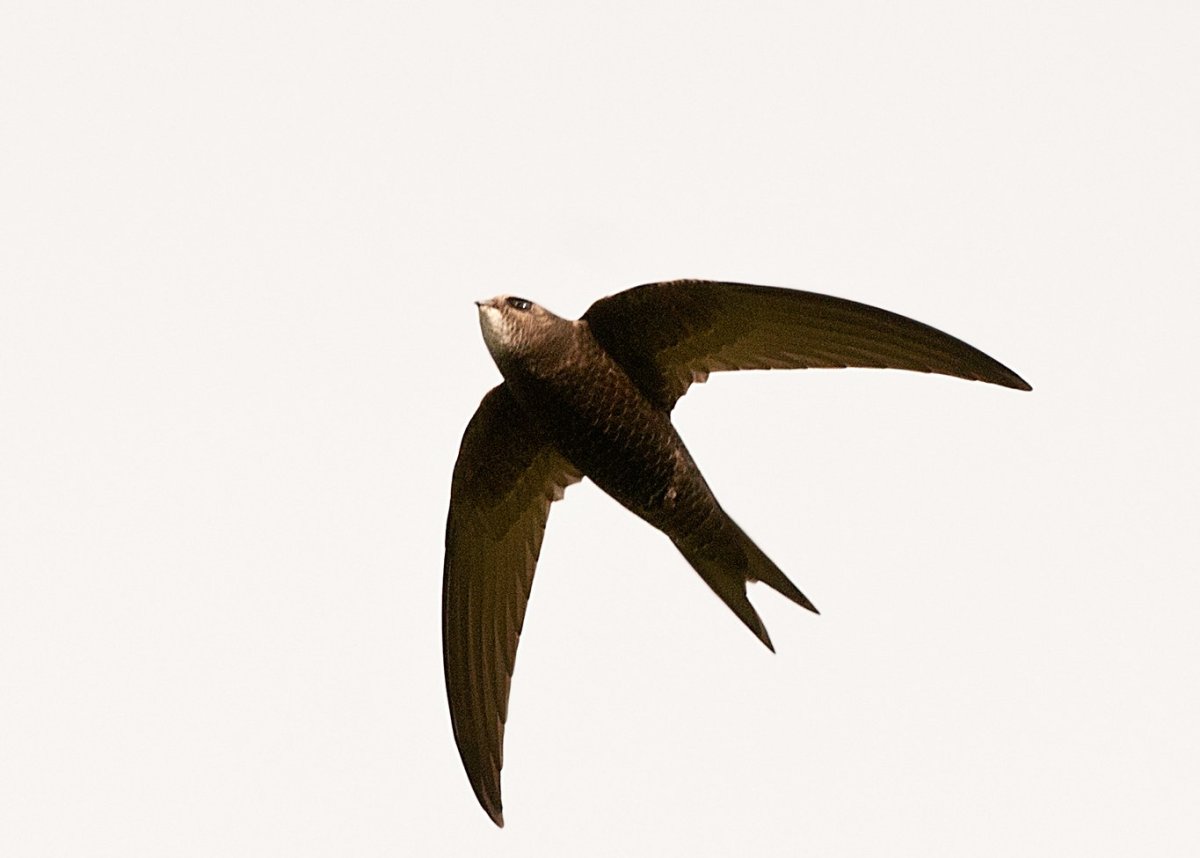 Чёрный Стриж