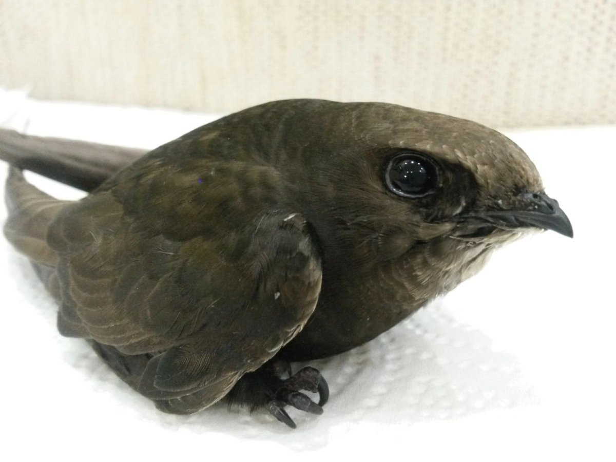 Стриж для детей