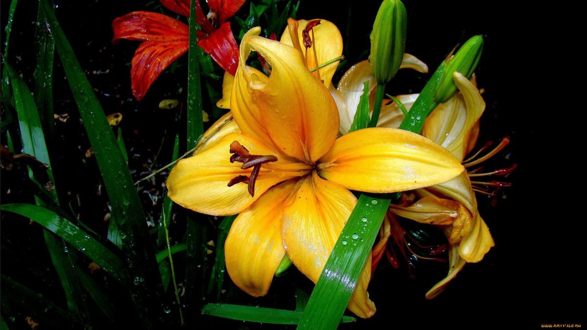 Обои с лилиями