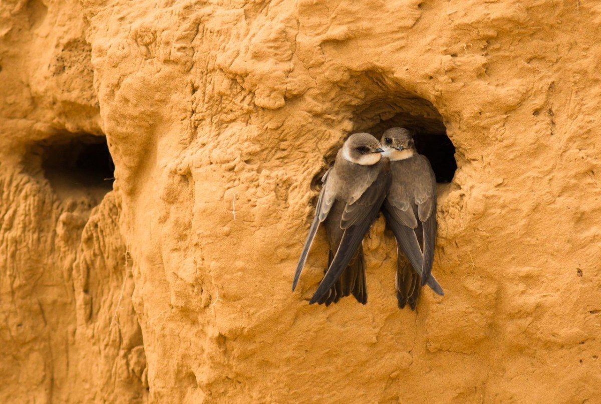 Ласточка эскиз